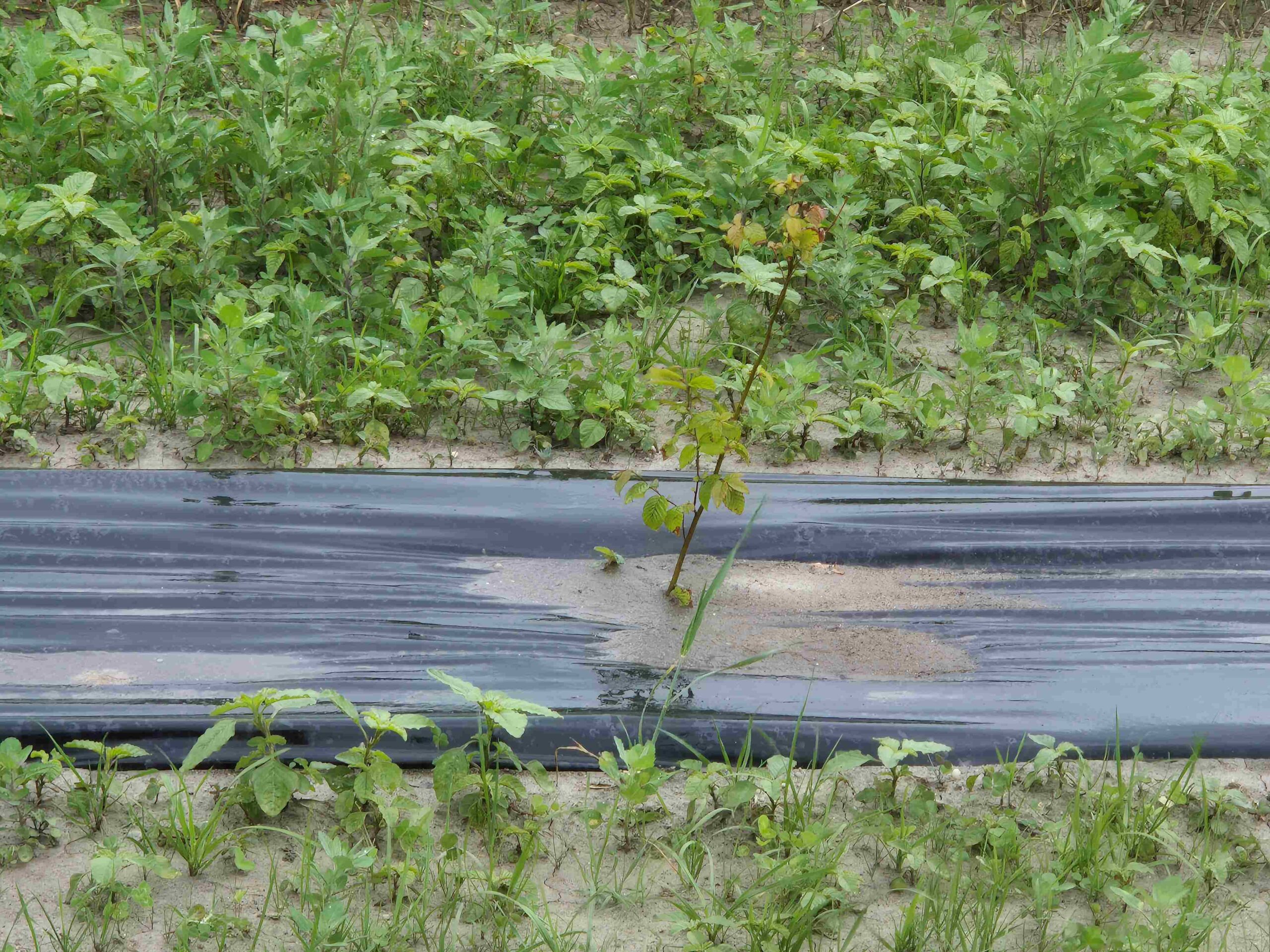 Piantina appena messa a dimora1
