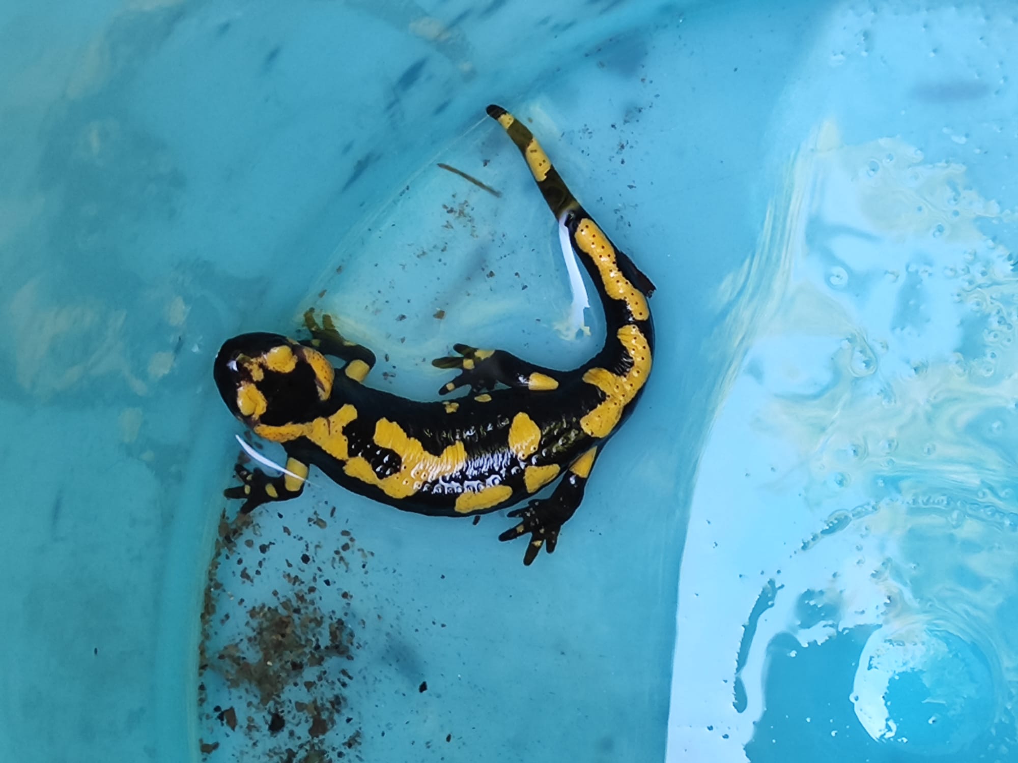 Salamandra