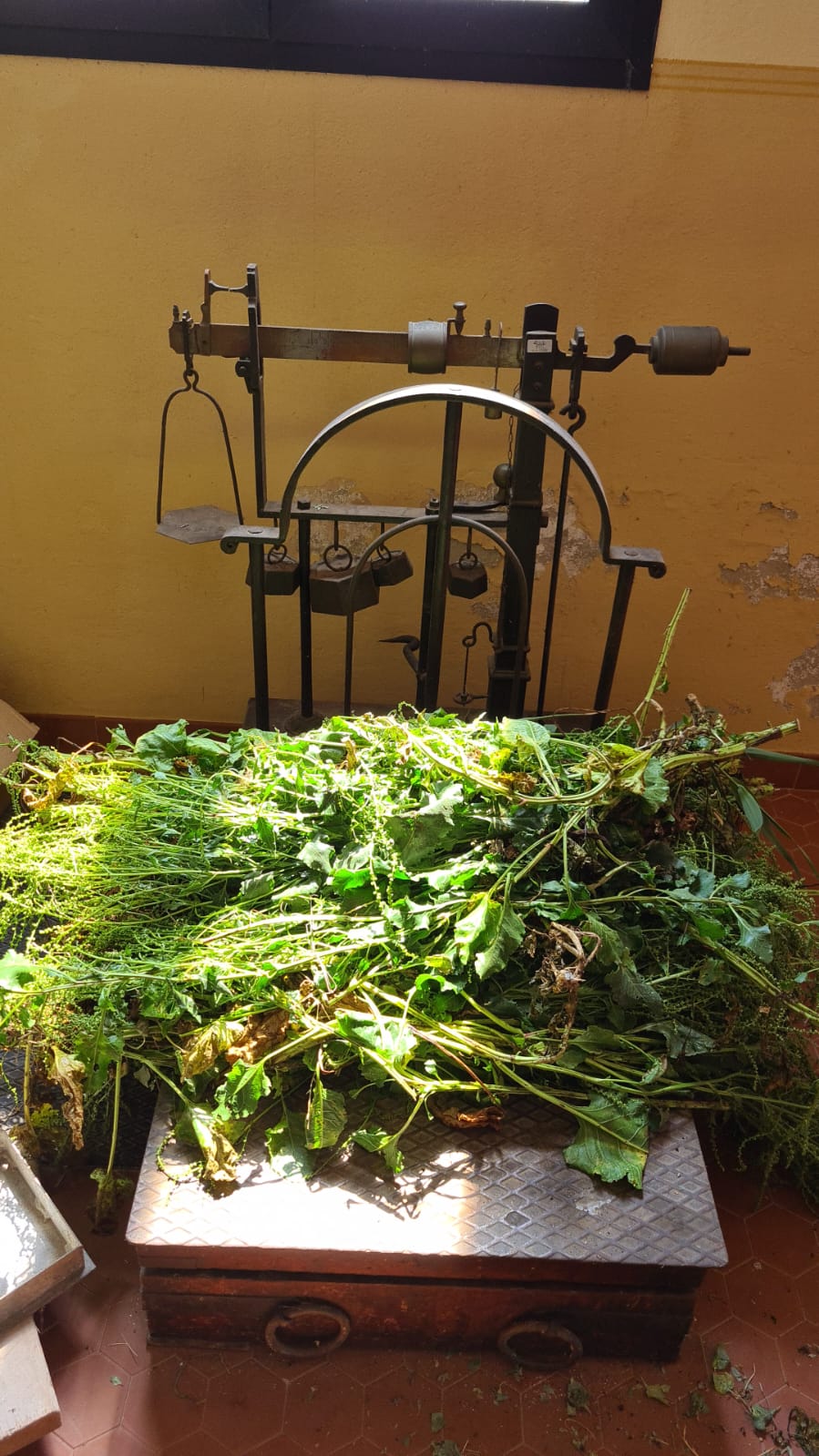 Raccolta della biomassa